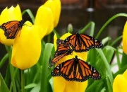 Test Pr�f�res-tu l'orange ou le jaune ?