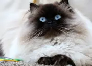 Test Un chat & un signe du zodiaque