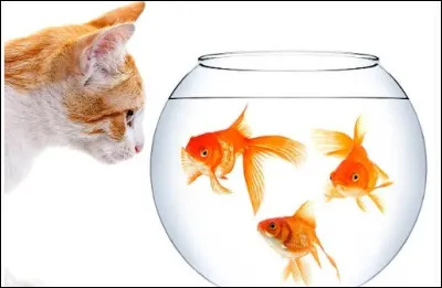 Comment te vois-tu ?