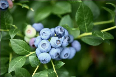 Quel est le fruit ?