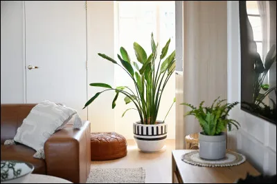 Les plantes se nourrissent...