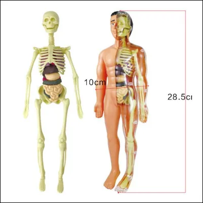 Quel est l'os le plus long du corps humain ?