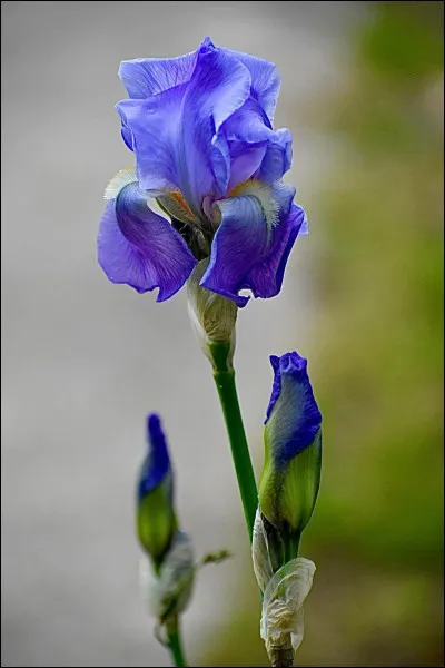 &Agrave; quel sens peut-on associer l'iris ?