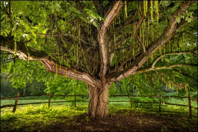 Quel est le nom de cette plante ?