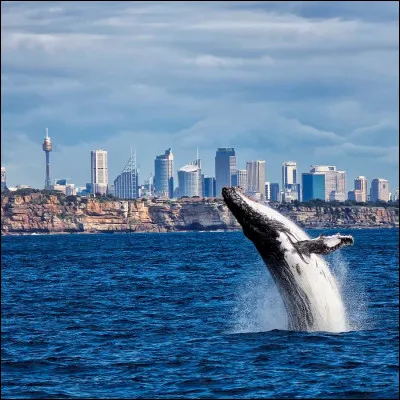 Quel est le nom de cet animal ?