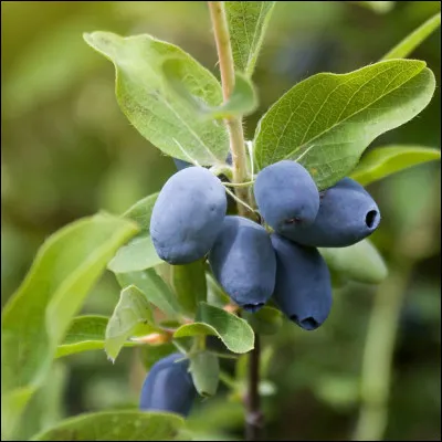 Quel est le nom de cette plante ?