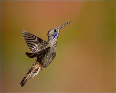 Le colibri sait voler &agrave; l�envers :