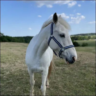 Le cheval blanc d�Henri IV &eacute;tait blanc :