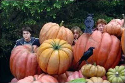 Quel sortil&egrave;ge utilise Hagrid pour faire pousser plus vite ses citrouilles ?