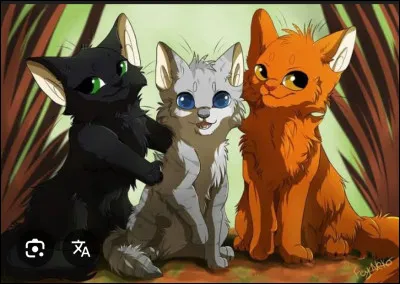 Tu es un chaton nomm&eacute; Petit Coquillage. Dans la pouponni&egrave;re, tu...