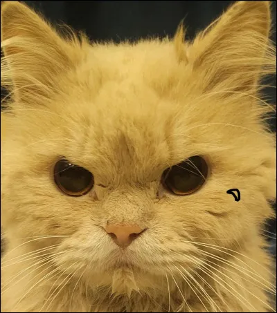 Quelle est la couleur de pelage d'Arbre ?