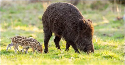 Quel est cet animal ?