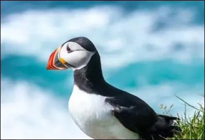 Bonjour et bienvenue ! Commen&ccedil;ons : je suis un oiseau nichant sur les c&ocirc;tes et &icirc;les rocheuses de l'Atlantique Nord : nord de l'Europe, Groenland, nord des &Eacute;tats-Unis, Canada� je me nourris principalement de petits poissons, comme le capelan et le lan&ccedil;on. Je mesure 26 &agrave; 29 cm et p&egrave;se 375 &agrave; 550 g. Je suis le�