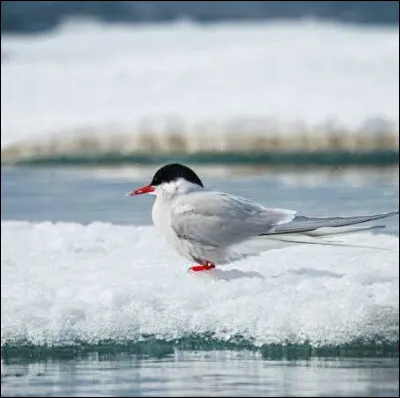 C�est une esp&egrave;ce d'oiseaux marins de la famille des larid&eacute;s. Cet oiseau niche en colonie dans les r&eacute;gions arctiques et subarctiques de l'Europe, de l'Asie et de l'Am&eacute;rique du Nord (jusqu'en Bretagne et au Massachusetts). C�est l�oiseau effectuant la plus longue migration chaque ann&eacute;e. C�est�
