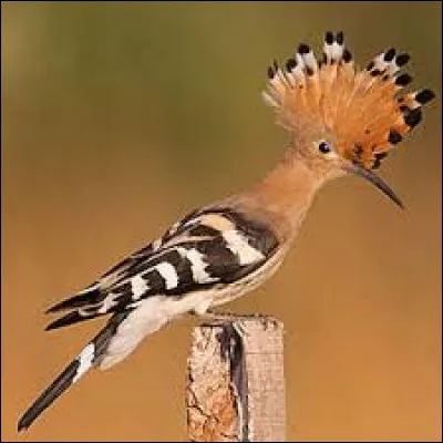 Repassons &agrave; la description ! De la taille d�un merle, cet oiseau se nourrit de larves, insectes, araign&eacute;es ou col&eacute;opt&egrave;res de petite taille. Ces proies sont captur&eacute;es en volant ou en sautillant. Mais quel est son nom ?