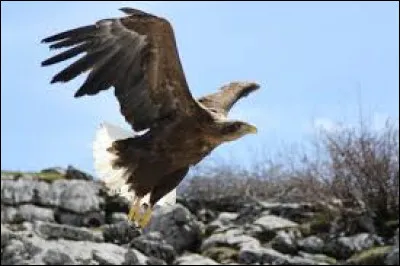 C�est le plus grand rapace d'Europe ! P&ecirc;cheur, il vit pr&egrave;s des c&ocirc;tes, des rivi&egrave;res ou des lacs. Il ne niche plus en France mais quelques dizaines d'individus viennent passer l'hiver dans l'est du pays. Haliaeetus albicilla est son nom scientifique. C�est un�