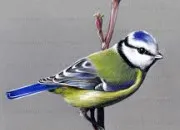 Quiz Les oiseaux en culture g�n�rale