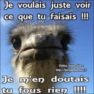 Sur une courte distance, quelle vitesse de pointe une autruche peut‑elle atteindre ?