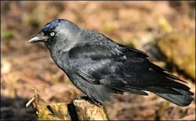 Quel est cet oiseau ?