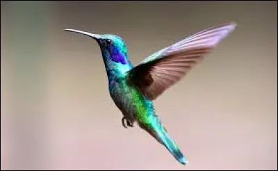 En vol stationnaire rapide ou en parade nuptiale, combien de battements d�ailes un colibri effectue-t-il environ par seconde ?