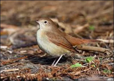 En 1843, quel auteur a &eacute;crit le conte po&eacute;tique intitul&eacute; ''Le Rossignol'', qui raconte l�histoire d�un oiseau capable d�&eacute;mouvoir un empereur gr&acirc;ce &agrave; son chant  ?