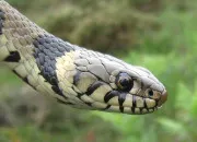 Quiz Les esp�ces fran�aises de serpents