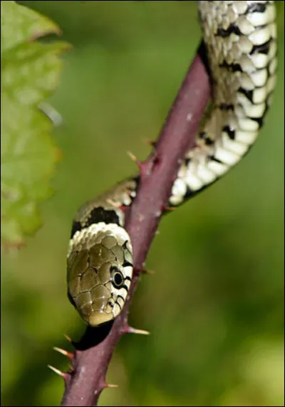 Quelles informations sont fausses &agrave; propos de ce serpent ?