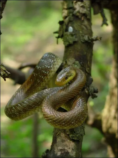 Quelle est l'esp&egrave;ce de ce serpent ?