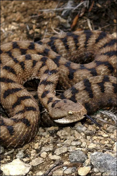 De quelle esp&egrave;ce est ce serpent ?