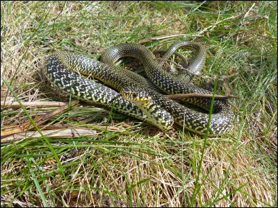 &Agrave; quelle esp&egrave;ce appartient ce serpent ?