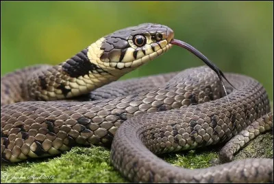 &Agrave; quelle esp&egrave;ce appartient ce serpent ?