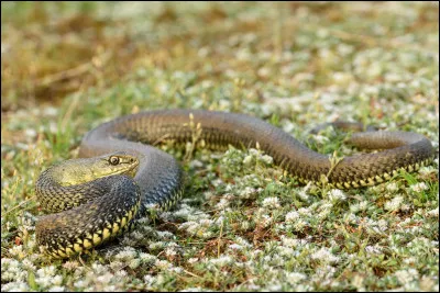 Quelles informations sont vraies &agrave; propos de ce serpent ?