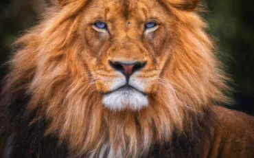 Quiz Test de personnalit�