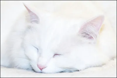 Et qui est le troisi&egrave;me chef de ce clan ?