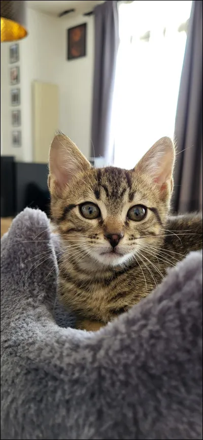 Encore un chef, qui est le quatri&egrave;me du clan !