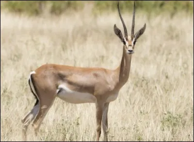 Cet animal est une�