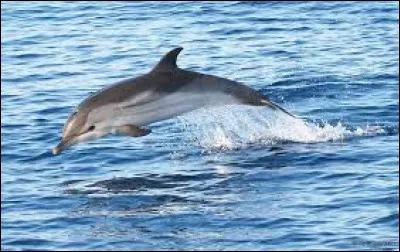 Quel est le nom de cet animal ?