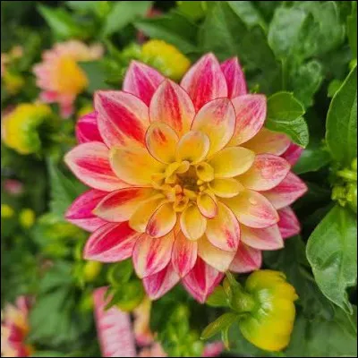 Quel est le nom de cette plante ?