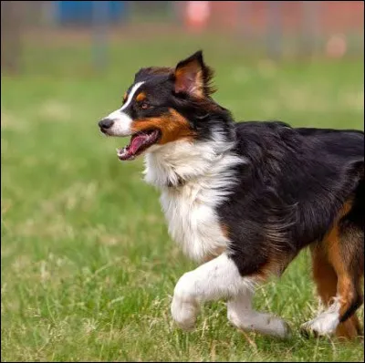 Quel est le nom de cette race de chien ?