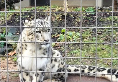 Aimes-tu la captivit&eacute; pour ces individus ?