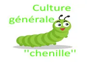 Quiz Chenille