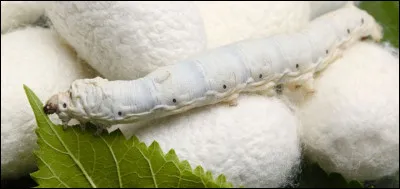 Le ver &agrave; soie est la chenille de quel papillon ?