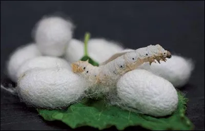 Quel est le nom de l'&eacute;levage des vers &agrave; soie qui sont les chenilles du Bombyx ?
