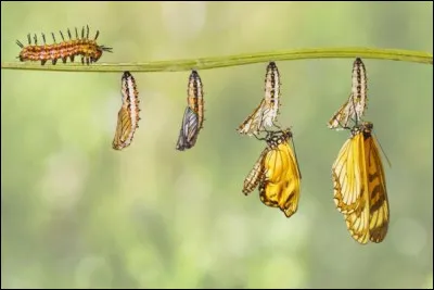 Quel est le dernier stade de la transformation de la chenille en papillon ?