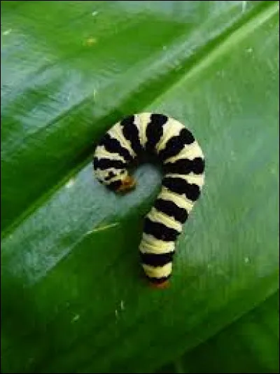 La chenille est la larve...