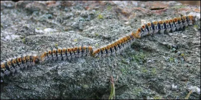 Quel nom donne-t-on &agrave; ces chenilles qui se d&eacute;placent en file indienne ?