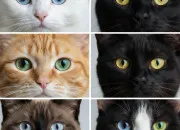 Test Quelle est ta vie de chat dans LGDC ? - Les yeux !