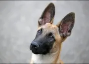 Quiz Les malinois