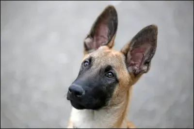 De quelle origine est le chien malinois ?