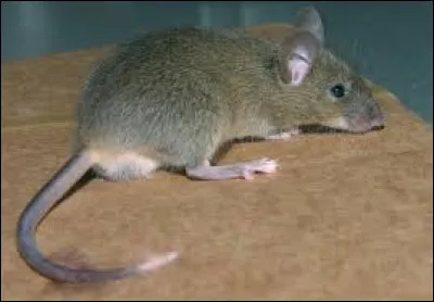 Quel est cet animal ?